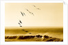 Brown Pelicans at Sunrise, Osa Peninsula, Costa Rica by Anonymous