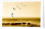 Brown Pelicans at Sunrise, Osa Peninsula, Costa Rica by Anonymous