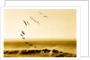 Brown Pelicans at Sunrise, Osa Peninsula, Costa Rica by Anonymous
