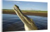 American Crocodile, Costa Rica by Anonymous