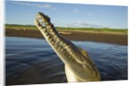 American Crocodile, Costa Rica by Anonymous