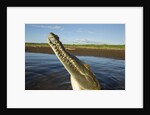 American Crocodile, Costa Rica by Anonymous