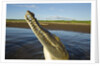 American Crocodile, Costa Rica by Anonymous