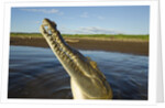 American Crocodile, Costa Rica by Anonymous