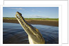 American Crocodile, Costa Rica by Anonymous