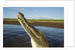 American Crocodile, Costa Rica by Anonymous