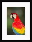 Scarlet Macaw, Costa Rica by Anonymous