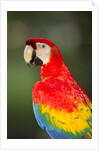 Scarlet Macaw, Costa Rica by Anonymous