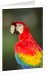 Scarlet Macaw, Costa Rica by Anonymous