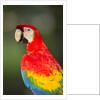 Scarlet Macaw, Costa Rica by Anonymous