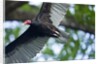 Black Vulture, Costa Rica by Anonymous