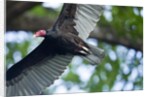 Black Vulture, Costa Rica by Anonymous
