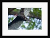 Black Vulture, Costa Rica by Anonymous
