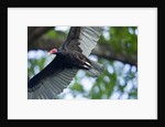 Black Vulture, Costa Rica by Anonymous