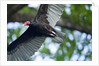 Black Vulture, Costa Rica by Anonymous