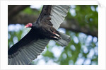 Black Vulture, Costa Rica by Anonymous