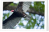Black Vulture, Costa Rica by Anonymous