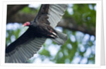 Black Vulture, Costa Rica by Anonymous