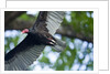 Black Vulture, Costa Rica by Anonymous