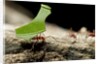 Leafcutter Ants, Costa Rica by Anonymous