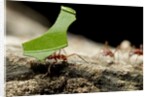 Leafcutter Ants, Costa Rica by Anonymous