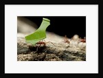 Leafcutter Ants, Costa Rica by Anonymous