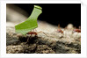 Leafcutter Ants, Costa Rica by Anonymous