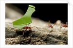 Leafcutter Ants, Costa Rica by Anonymous