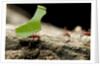 Leafcutter Ants, Costa Rica by Anonymous