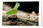 Leafcutter Ants, Costa Rica by Anonymous
