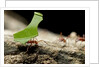 Leafcutter Ants, Costa Rica by Anonymous