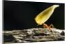 Leafcutter Ant, Costa Rica by Anonymous