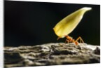 Leafcutter Ant, Costa Rica by Anonymous