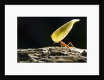 Leafcutter Ant, Costa Rica by Anonymous