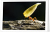 Leafcutter Ant, Costa Rica by Anonymous