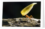 Leafcutter Ant, Costa Rica by Anonymous