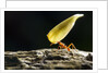 Leafcutter Ant, Costa Rica by Anonymous