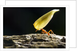 Leafcutter Ant, Costa Rica by Anonymous