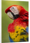 Scarlet Macaw, Costa Rica by Anonymous