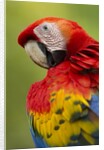 Scarlet Macaw, Costa Rica by Corbis