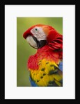 Scarlet Macaw, Costa Rica by Anonymous