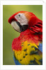 Scarlet Macaw, Costa Rica by Corbis