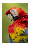 Scarlet Macaw, Costa Rica by Anonymous