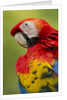 Scarlet Macaw, Costa Rica by Anonymous