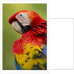 Scarlet Macaw, Costa Rica by Anonymous