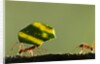 Leafcutter Ants, Costa Rica by Anonymous
