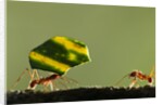 Leafcutter Ants, Costa Rica by Anonymous