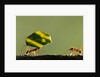 Leafcutter Ants, Costa Rica by Anonymous