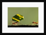 Leafcutter Ants, Costa Rica by Anonymous