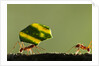 Leafcutter Ants, Costa Rica by Anonymous